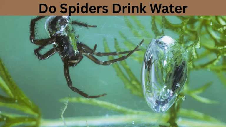 Do Spiders Drink Water