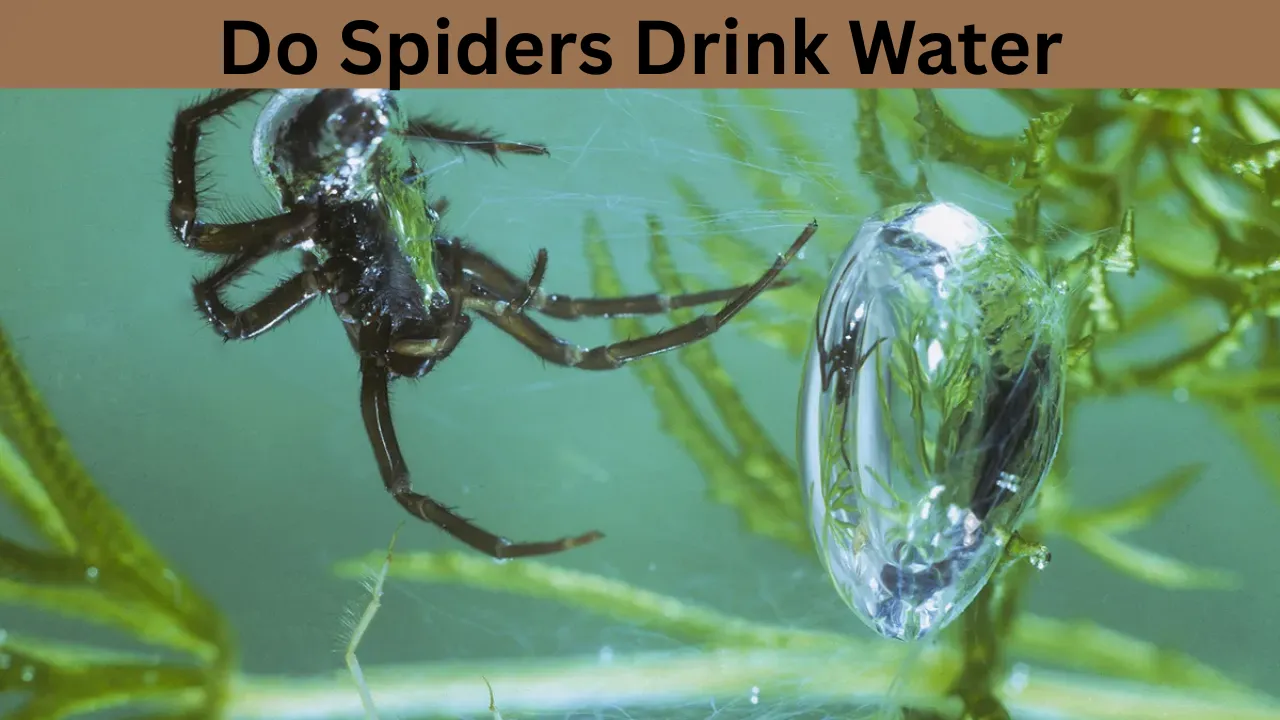 Do Spiders Drink Water