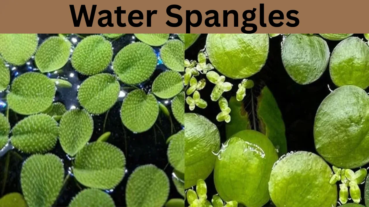 Water Spangles